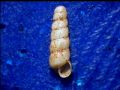 Platyla&nbsp;sardoa